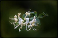 474 - CHEVRE FEUILLE - BODRY GASTON - luxembourg <div